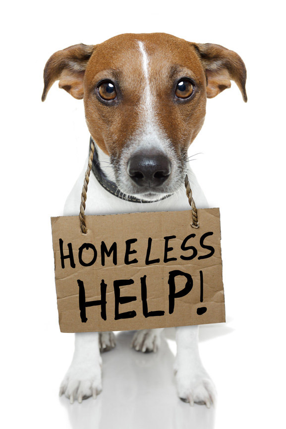 dog Homeless